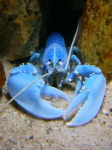 blue-lobster-dream-meaning
