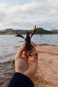 lobster-bite-dream-meaning