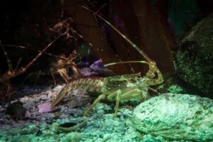 dream about lobster