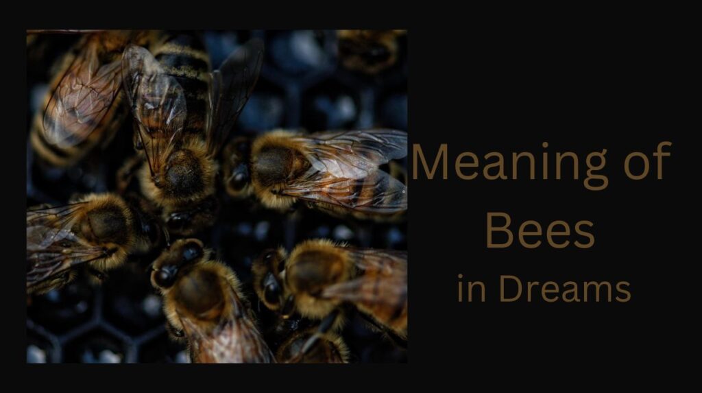 Meaning of Bees in Dreams