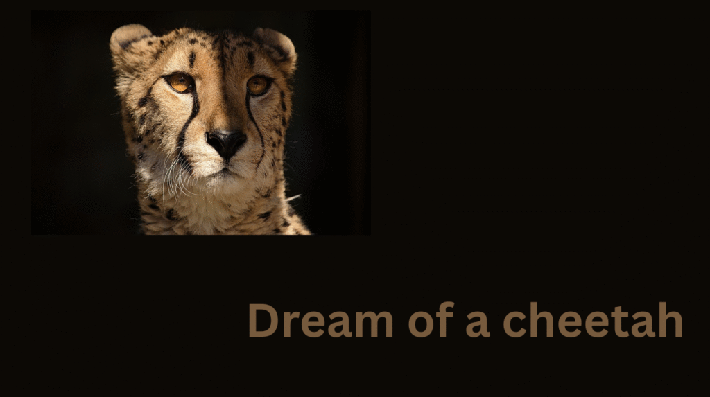 Dream of a cheetah