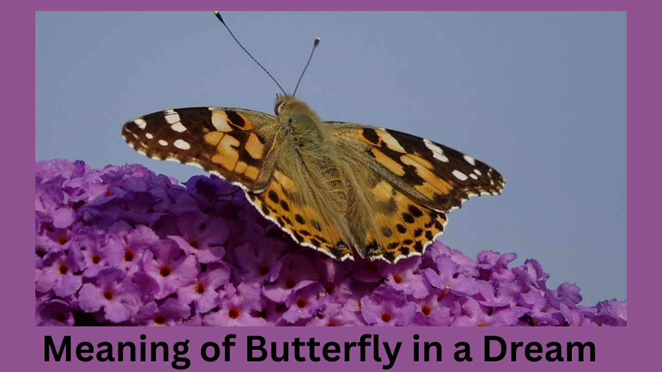 Meaning of Butterfly in a Dream – Spiritual, Biblical & Symbolic Interpretations