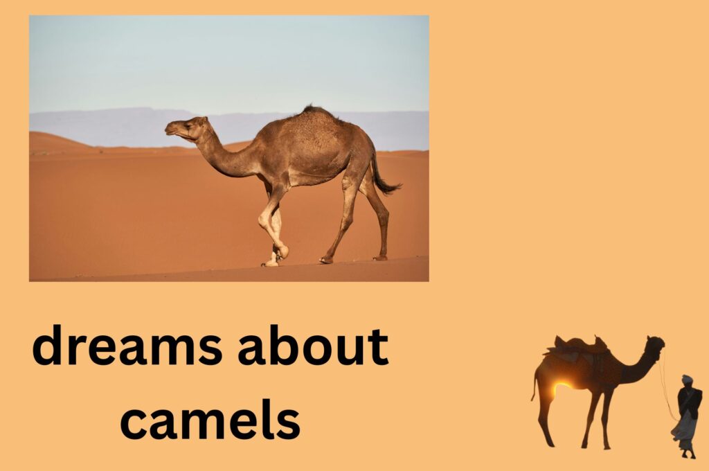 Dreams about camels