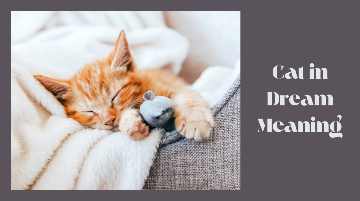 Cat in Dream Meaning: Spiritual, Biblical & Emotional Interpretations