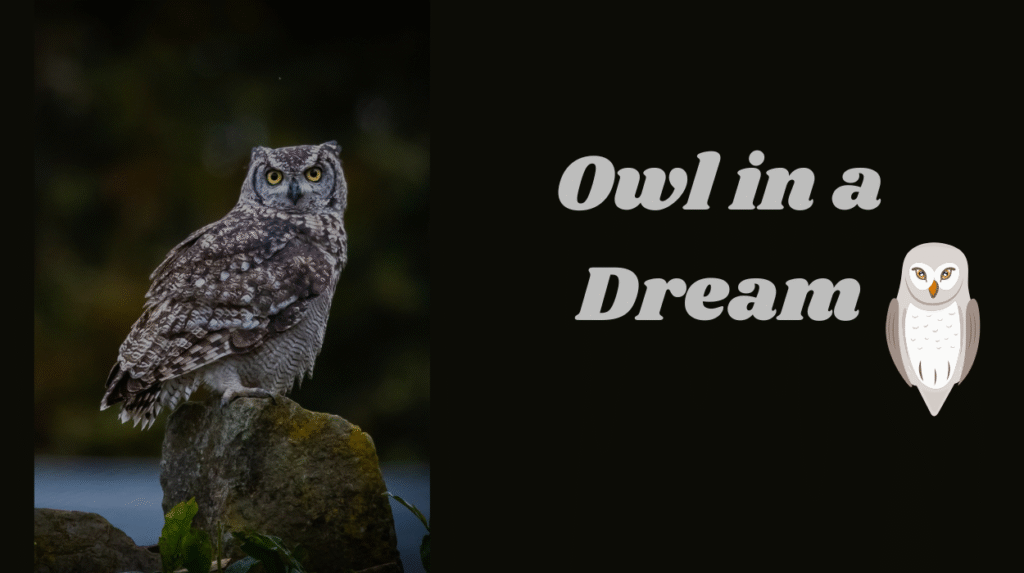 Owl in Dream: What Does It Mean? A Comprehensive Guide 3 Owl in a Dream