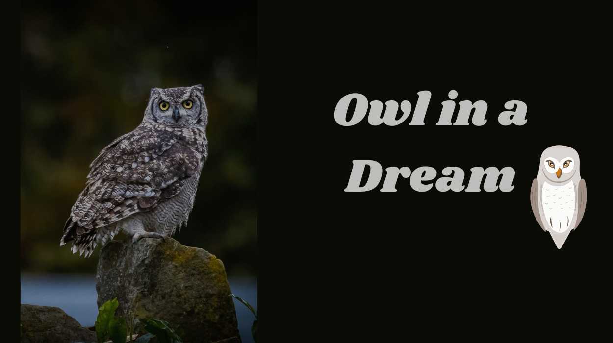 Read more about the article Owl in Dream: What Does It Mean? A Comprehensive Guide